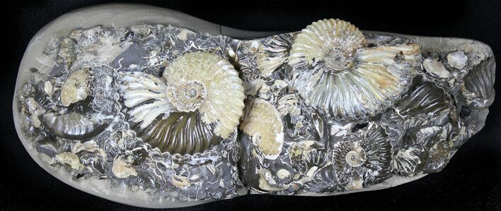 Wide Iridescent Ammonite (Deschaesites) Cluster - Russia #31373